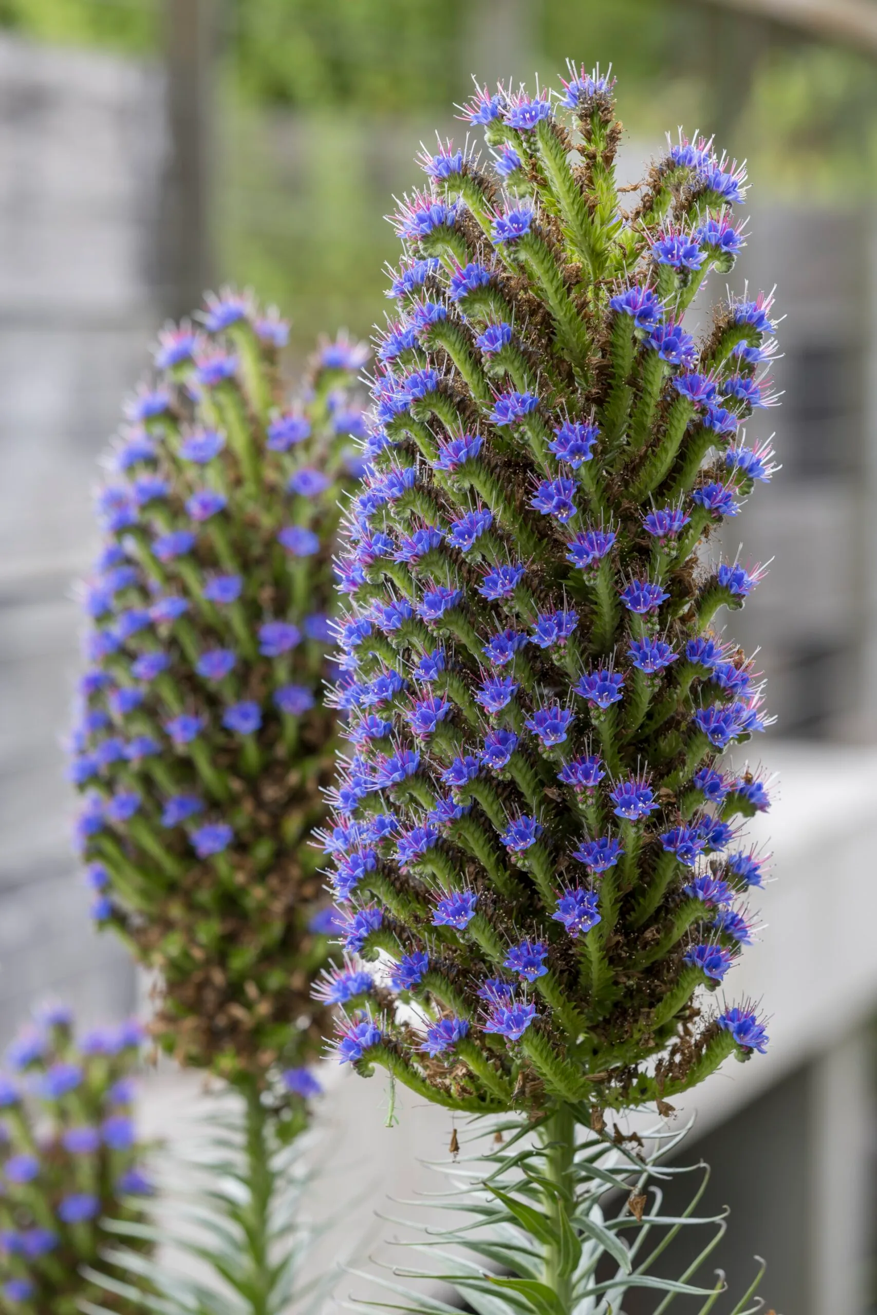 close up of two heads of echium with bright purple and green