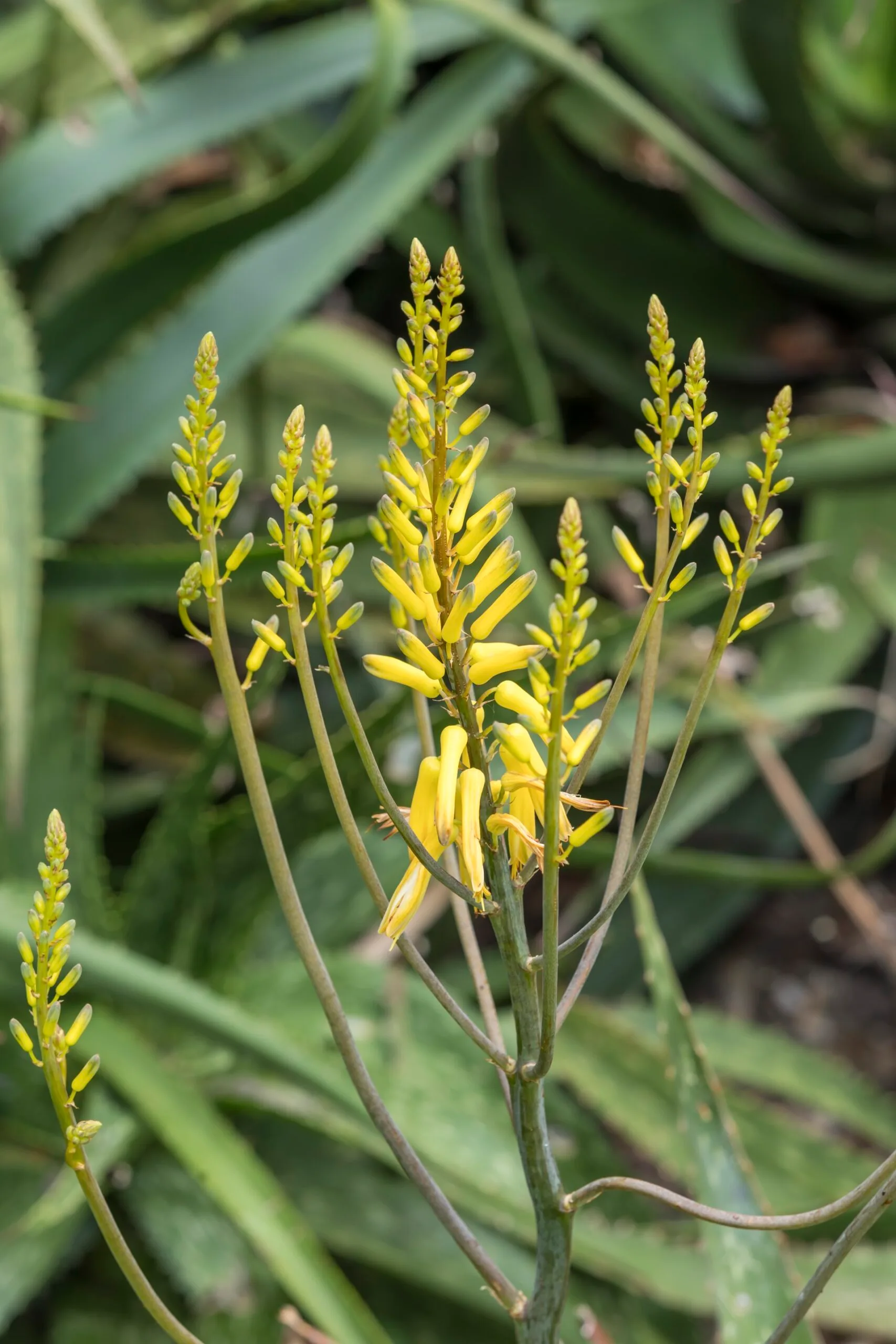flowering aloe with golden flowers