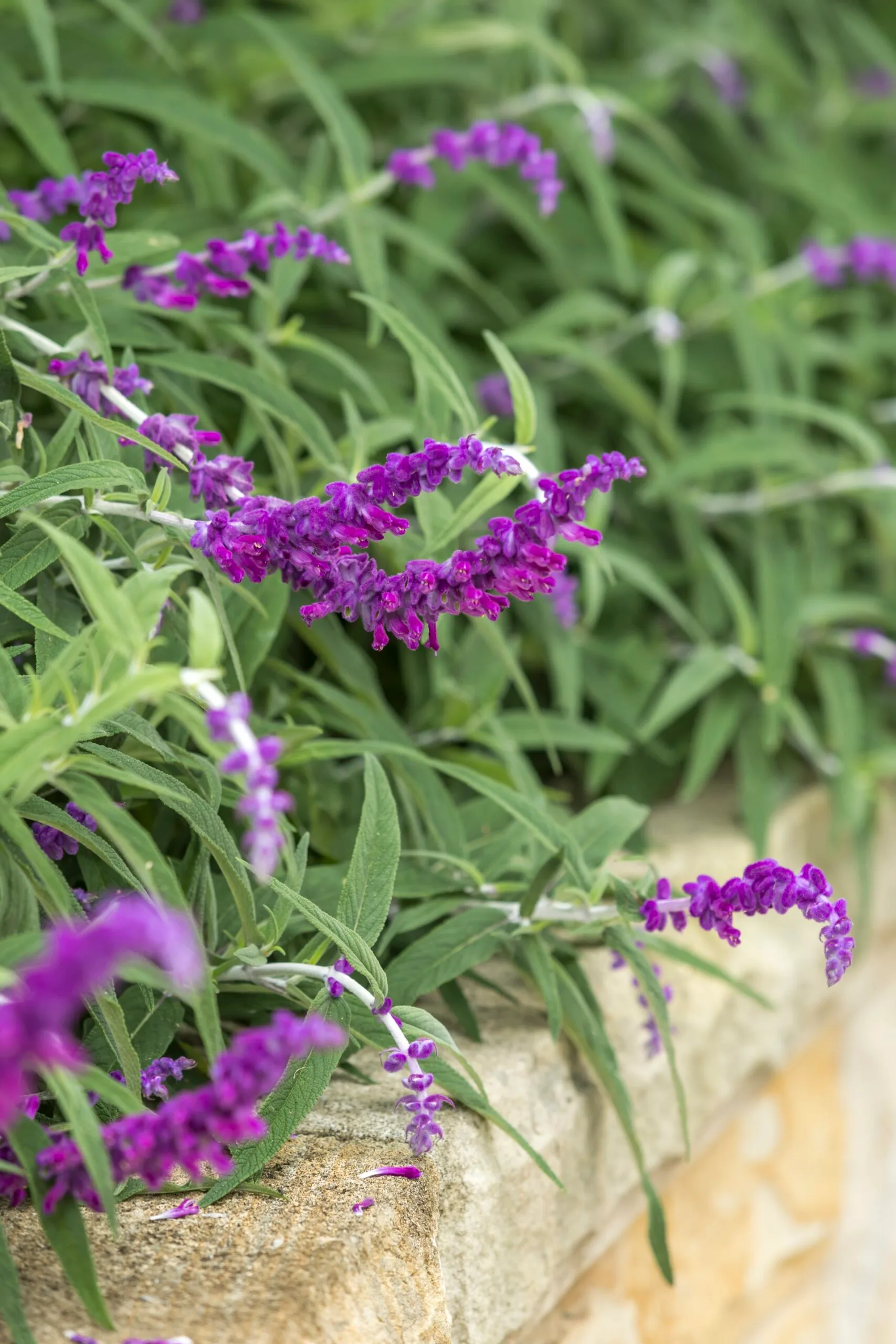 close up of purple salvia