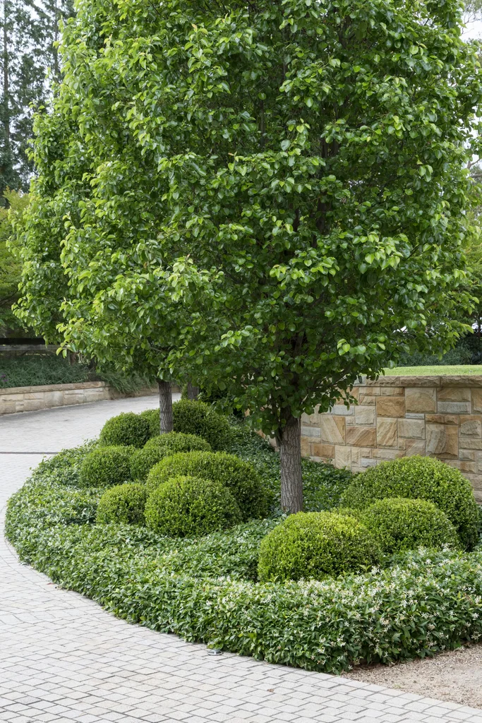 jasmine ground floor hedge underneath neatly trimmed trees