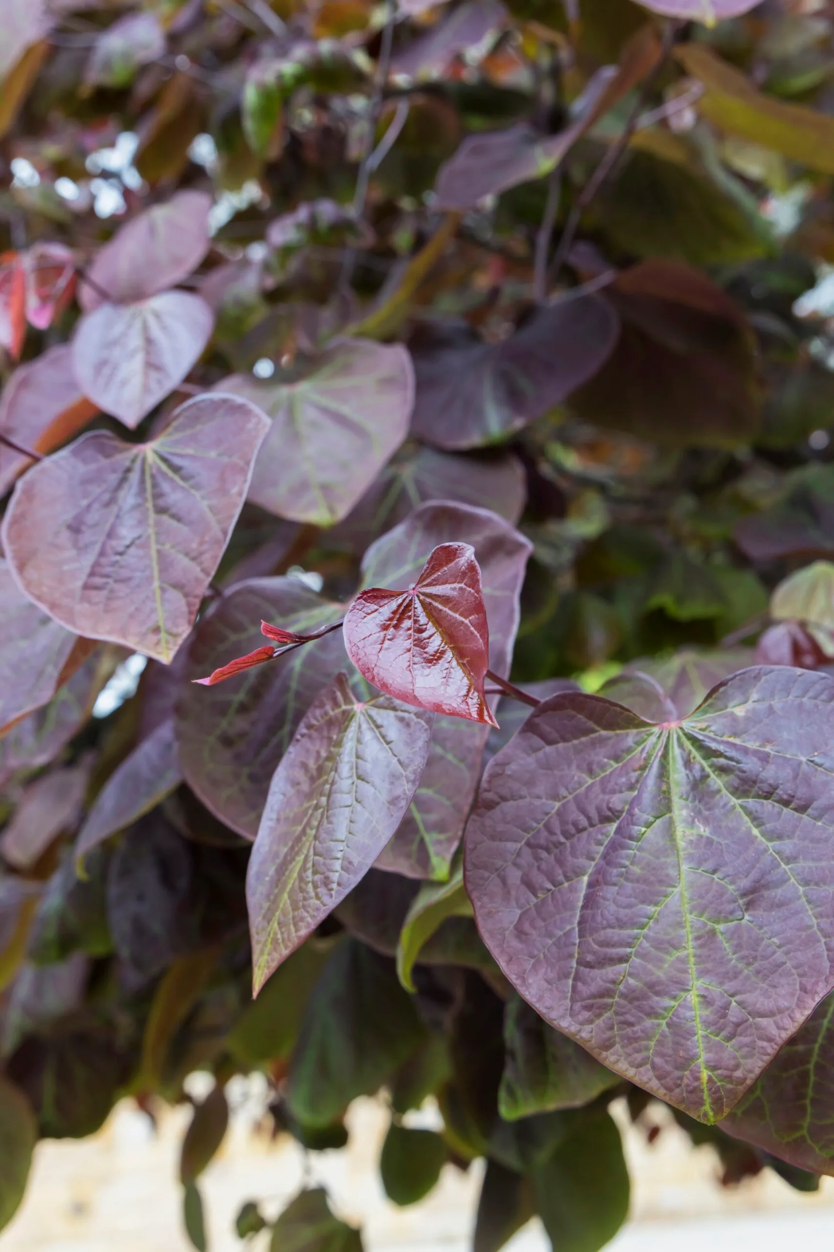 burgundy leaves close up of redbud