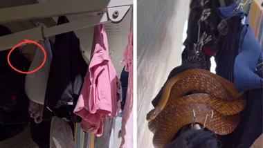 Queensland family finds snake while doing everyday backyard task