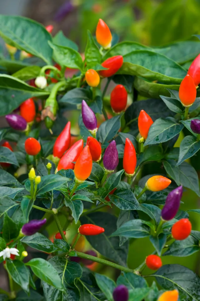 close up of chilli plant with orange purple and red chillis