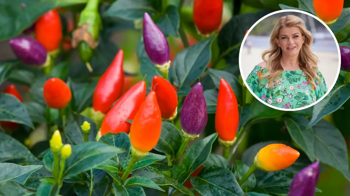 How to grow chillies | Better Homes & Gardens Australia