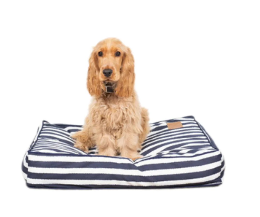 cocker spaniel brwon sitting on blue and white stripe canvas dog bed