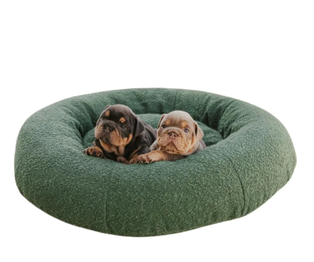 two english bulldog puppies sitting on best dog beds boucle material in forest green colour