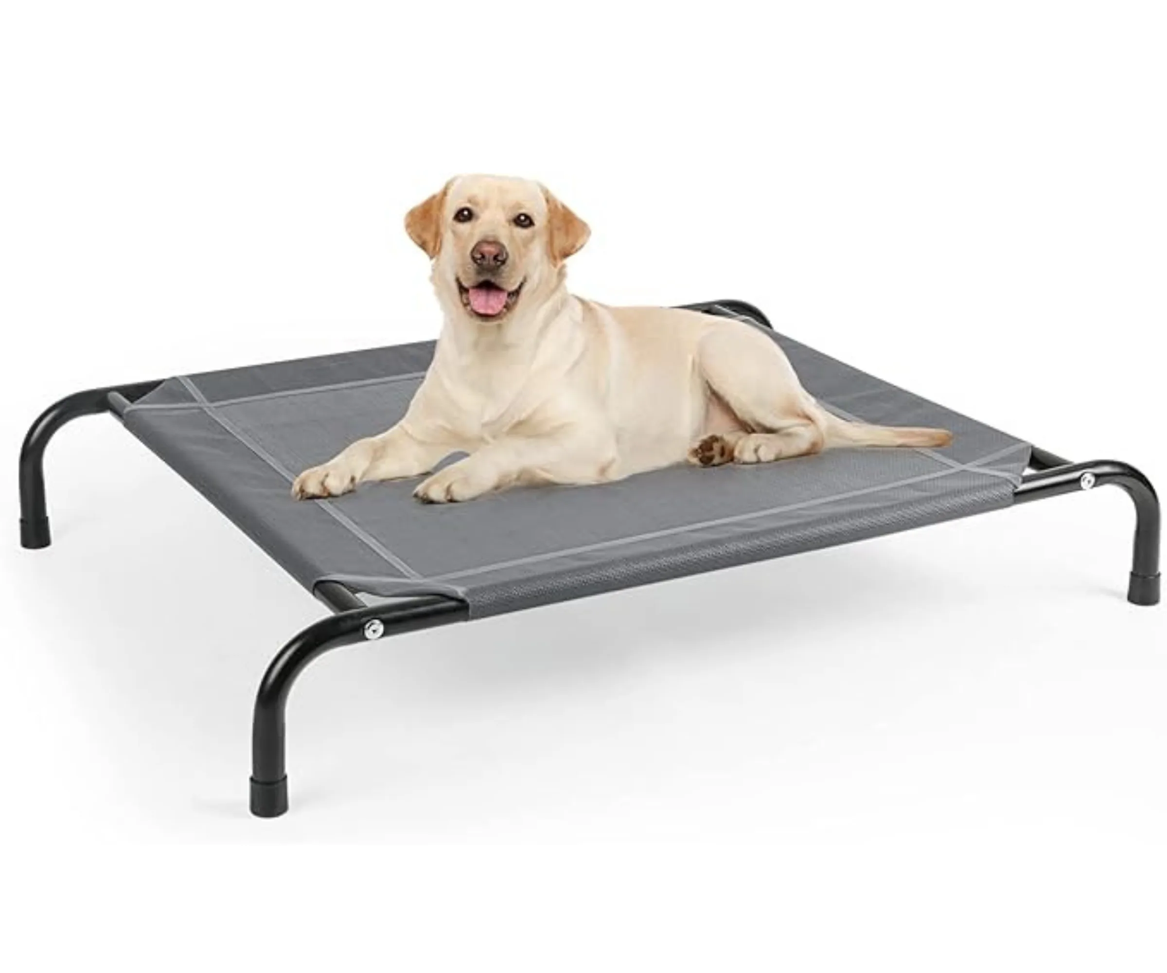 english labrador sitting on large elevated stretch best dog beds 
