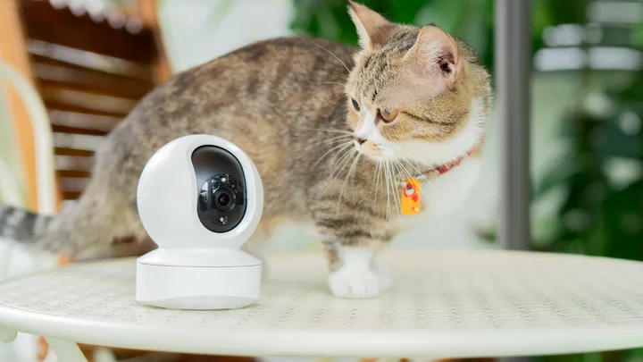Heading back to routine? These pet cameras help you keep an eye on things at home