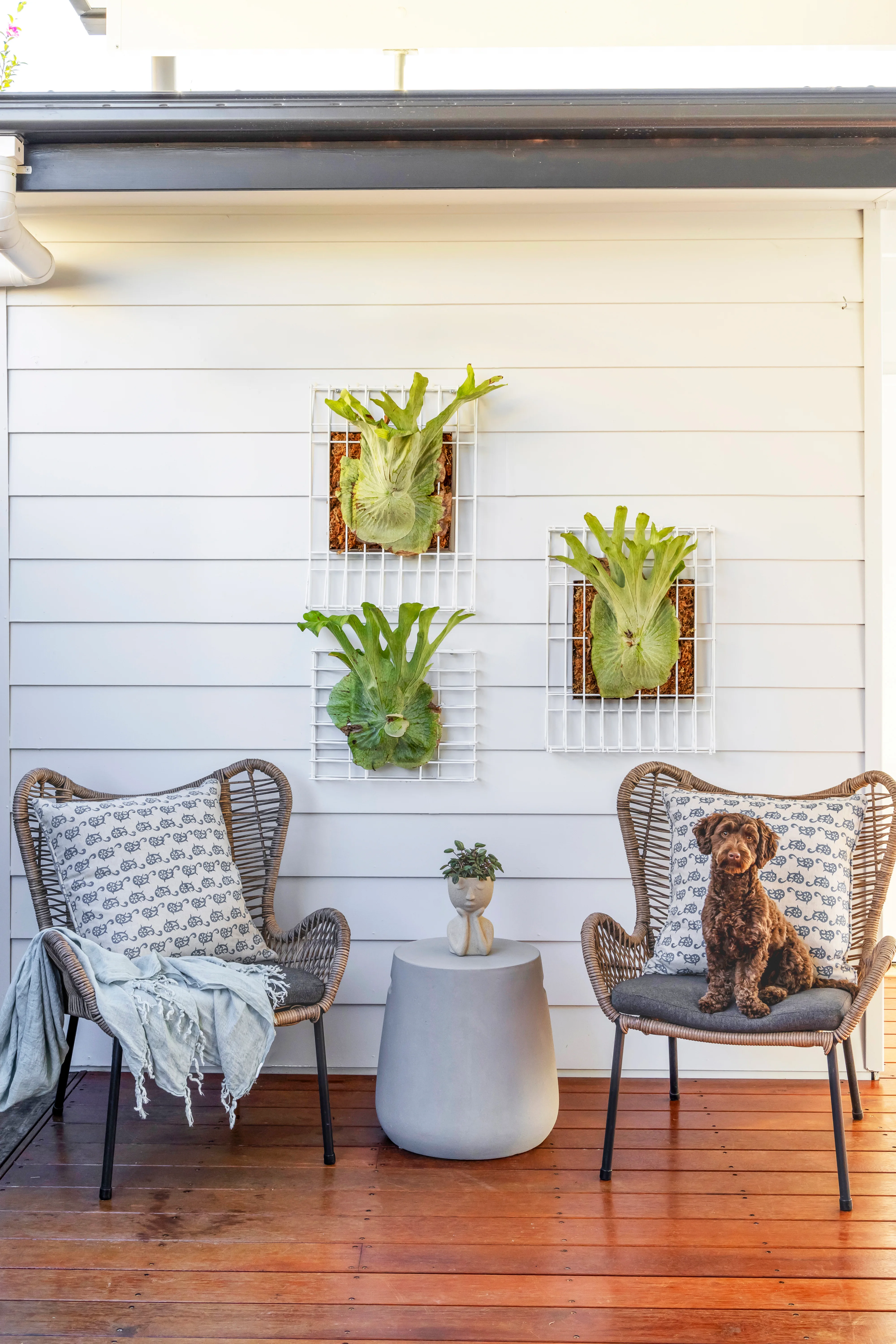 hanging staghorn ferns on wire frame with two armchairs and dog sitting on one