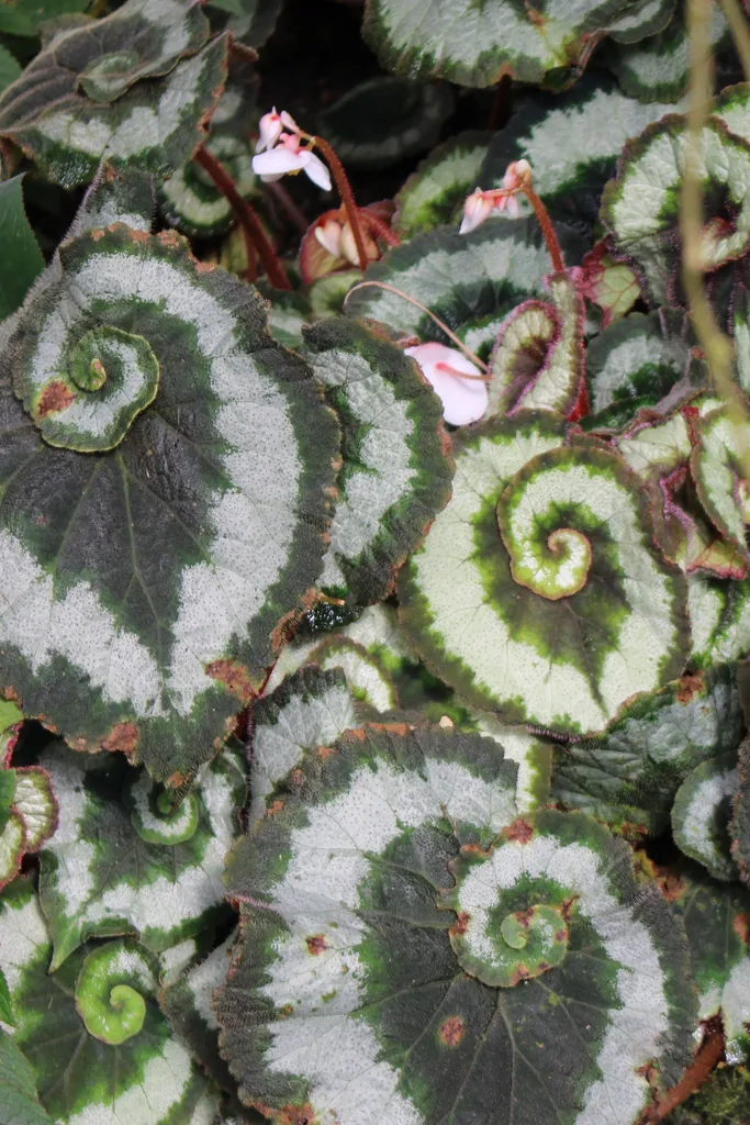 Begonia rex ‘Escargot’ 