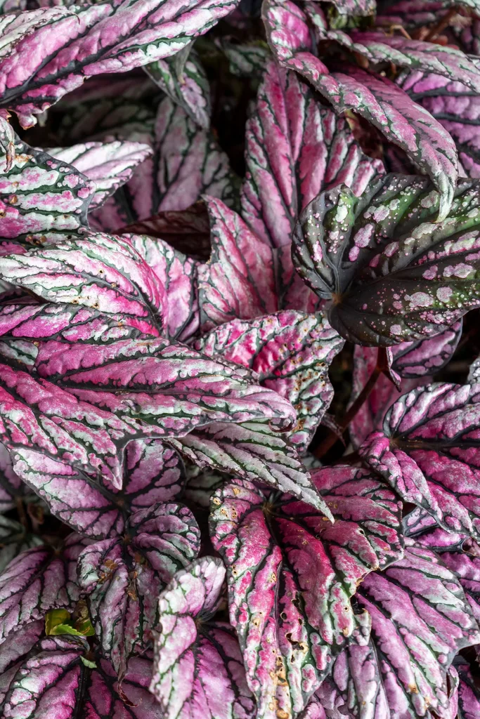 Rex begonia