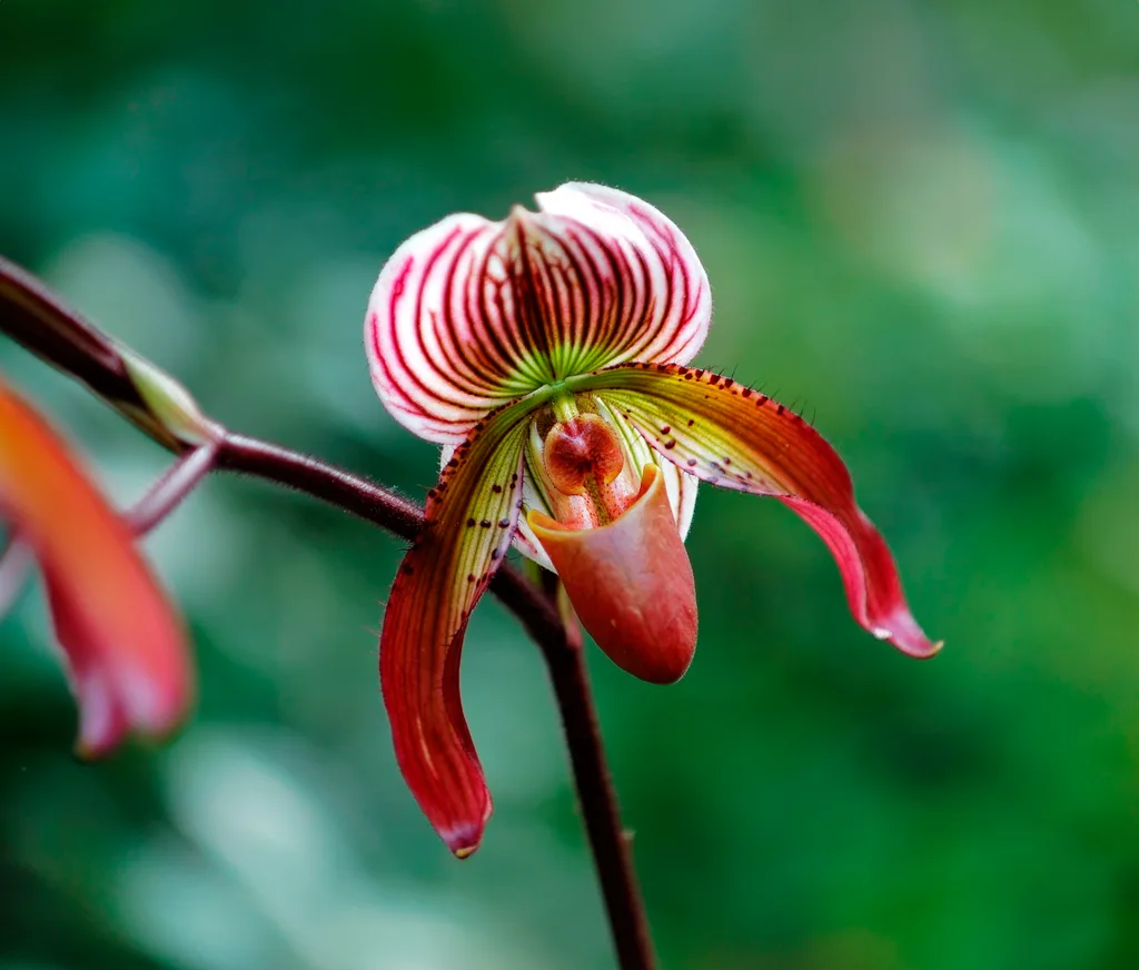 close up of singular red lady slipper orchid with red dotted petals and stripy outer petals