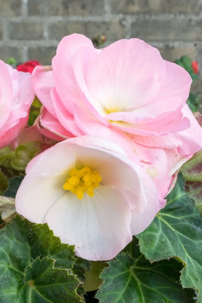 begonia tuberhybrida