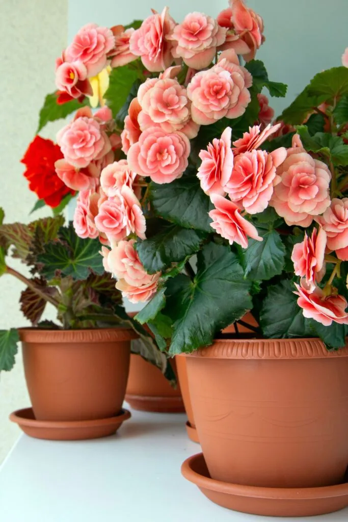 Elatior begonias
