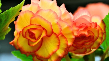 begonias