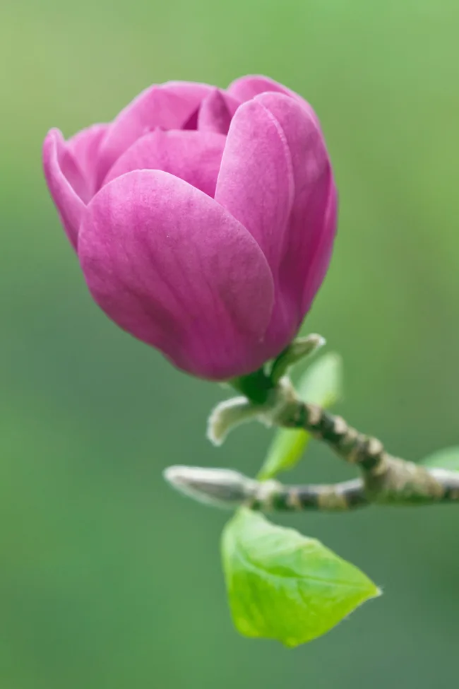 black tulip magnolia with bright purple magenta petals single flower on stem