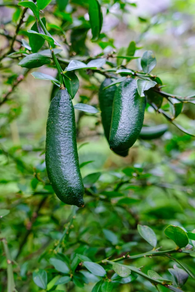 finger lime for bush foods with two finger limes on spiky branches