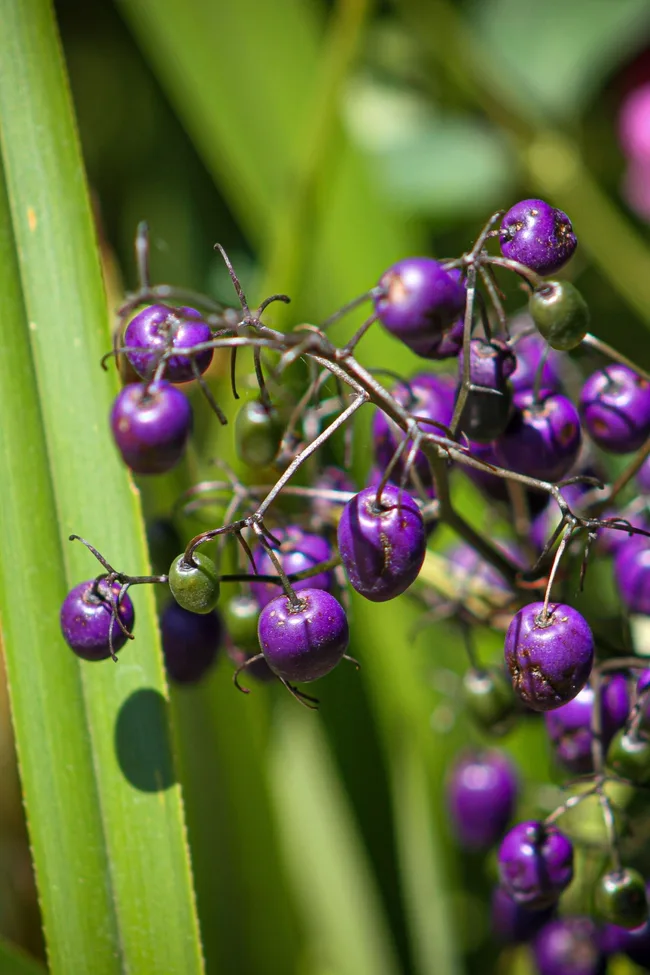 dianella with bright purple berries for budh tucker jam