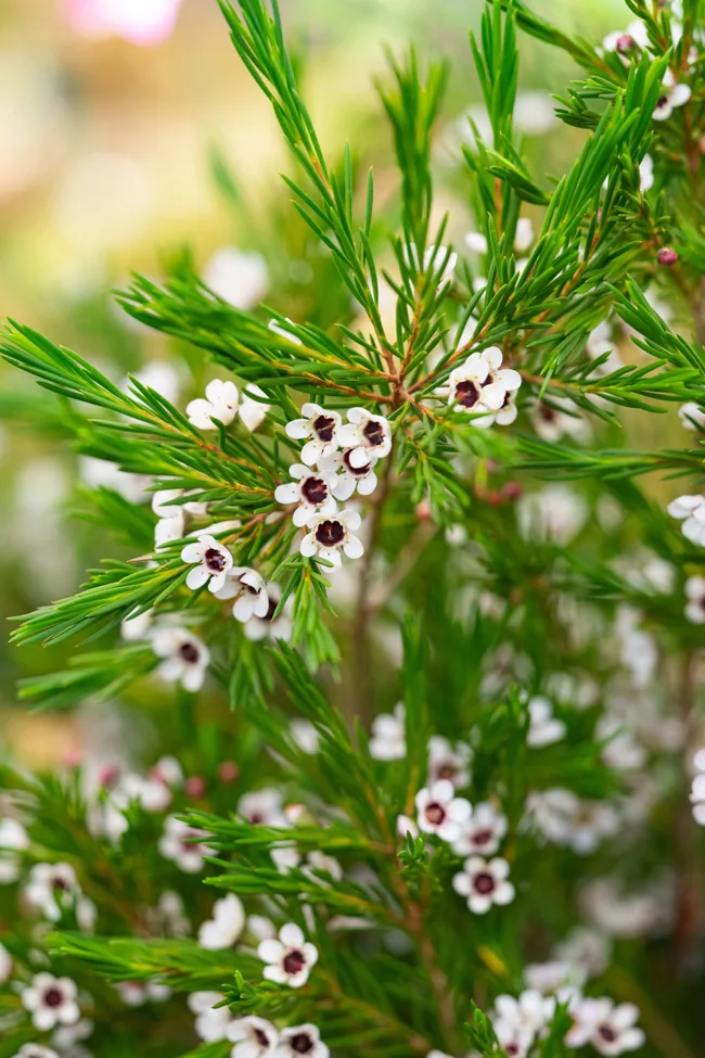 geraldton wax flower with tiny white flowers and spindly leaves