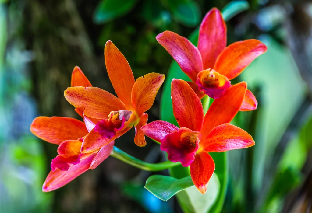 cattleya orchid in orangey red colour with hues on pink in sunlight