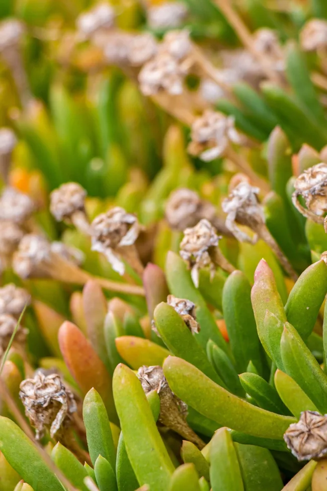 karkalla plant with closed up flowers