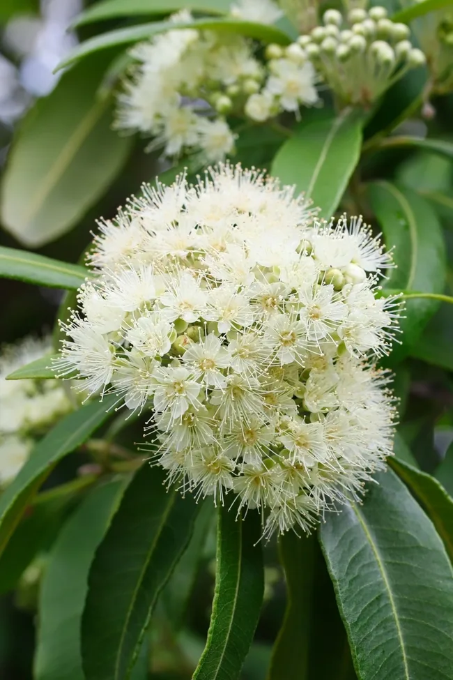 lemon myrtle with frothy white flowers and large long leaves