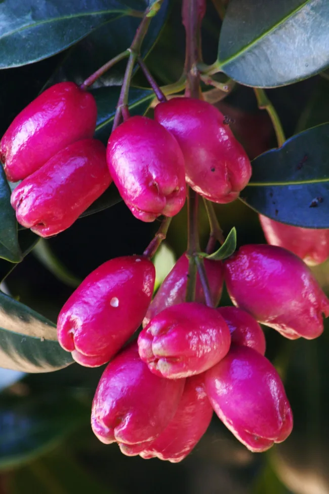 lilly pilly berries in bright pink