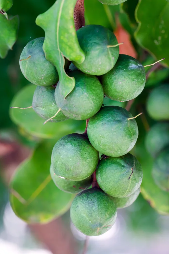 macadmaia nuts on branch with protective shell around them