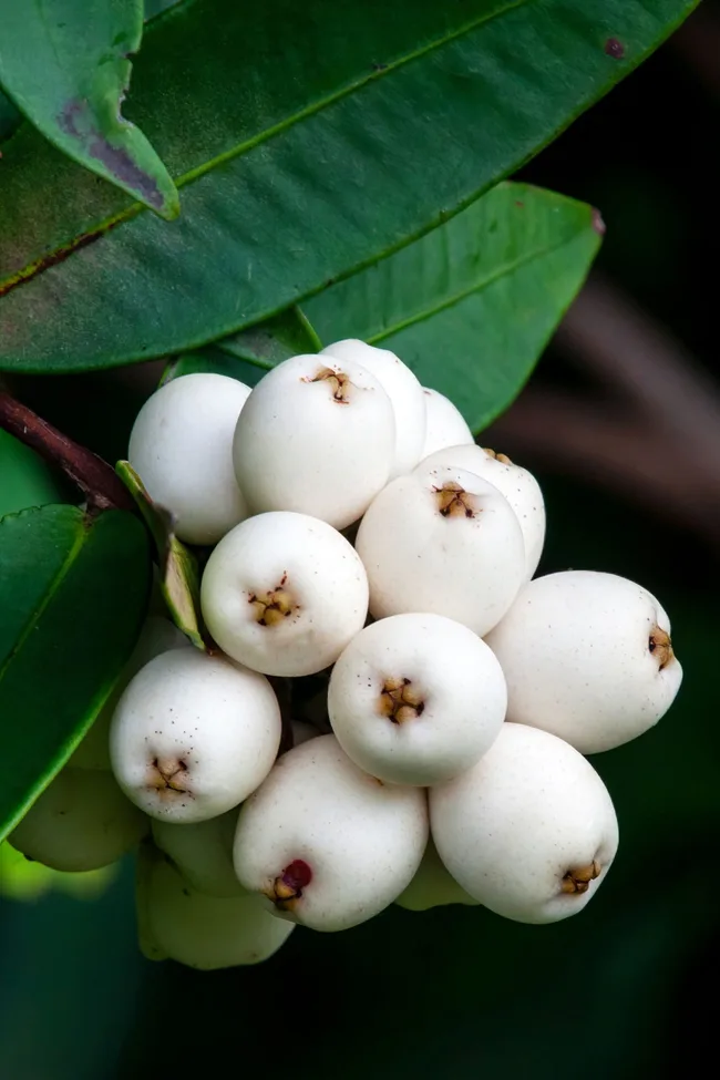 midyim berry with white berry cluster and dark green leaves