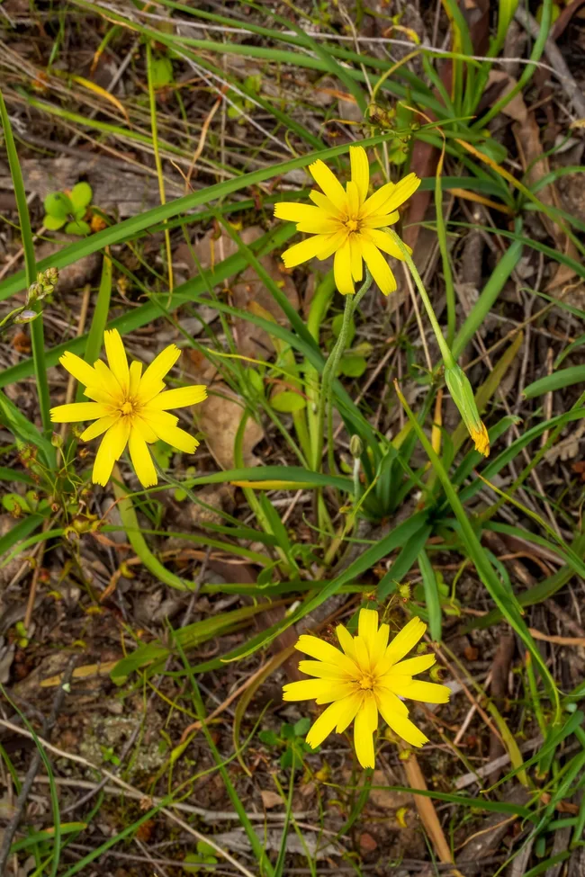 murnong yam daisy with rbight yellow flowers birds eye view