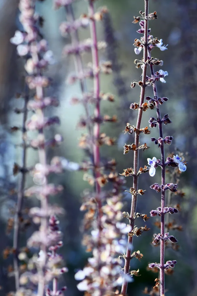 native basil with long strands of purply tiny leaves