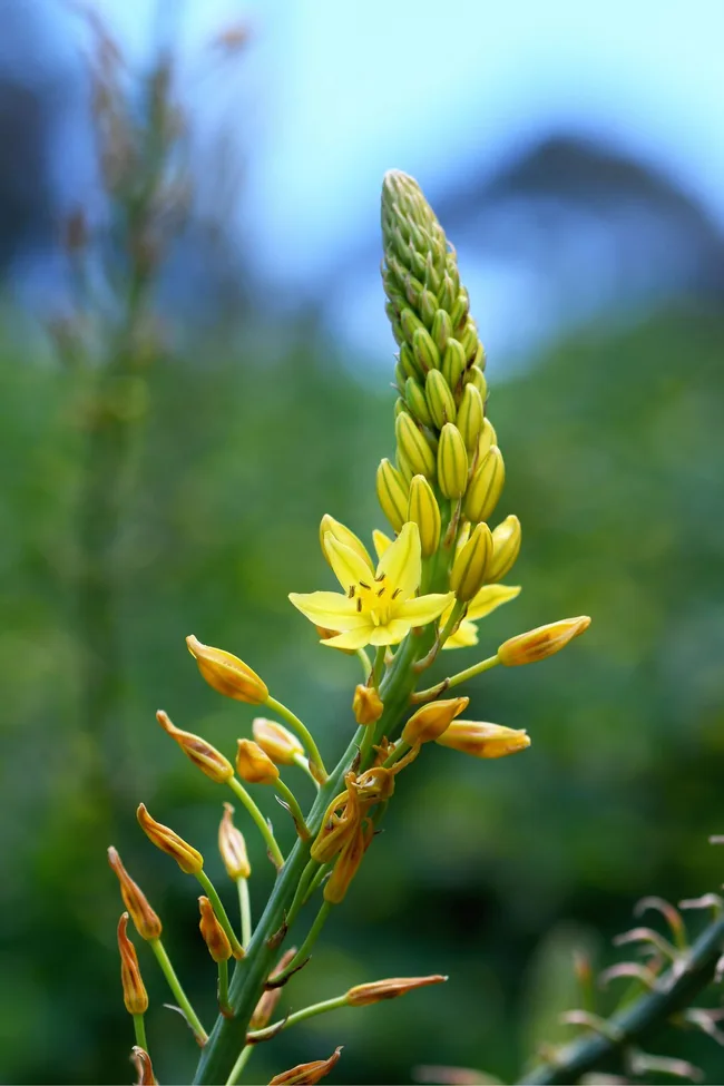naive leek with small yellow flower