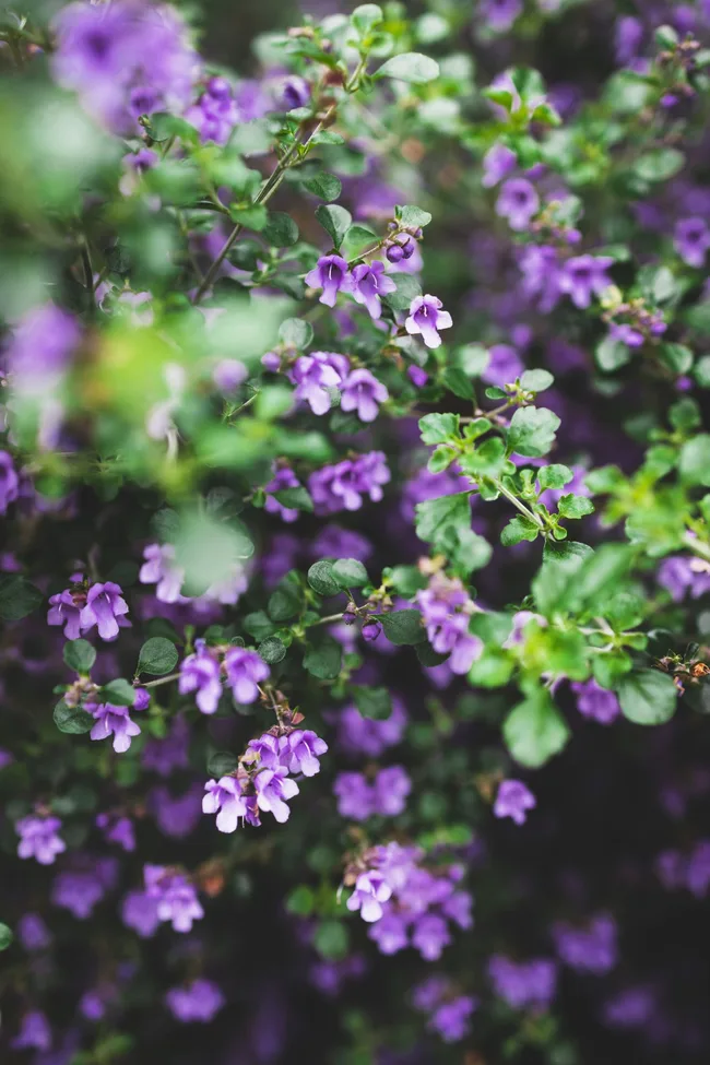 native oregano with purple flowers and tiny furry like leaves