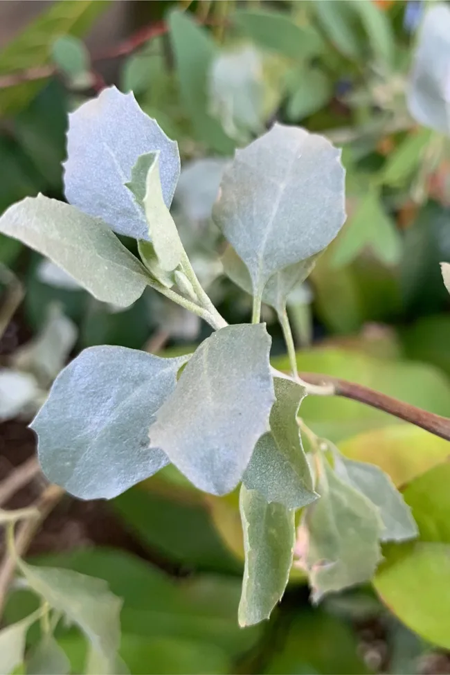 old man saltbush has grey large leaves that are soft and textured