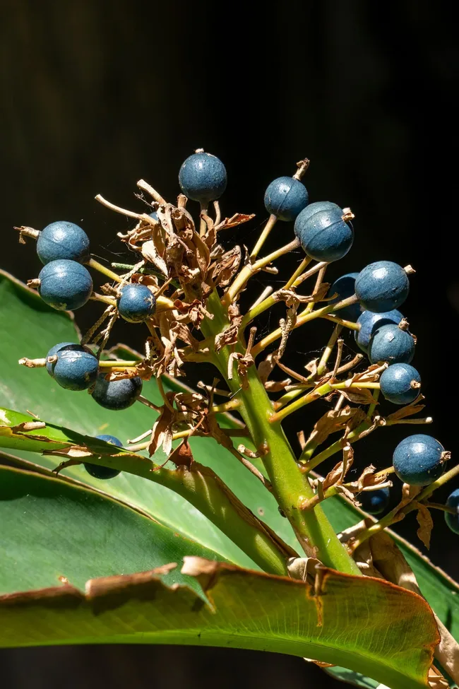red back ginger has small blue berries with large yellow tipped leaves