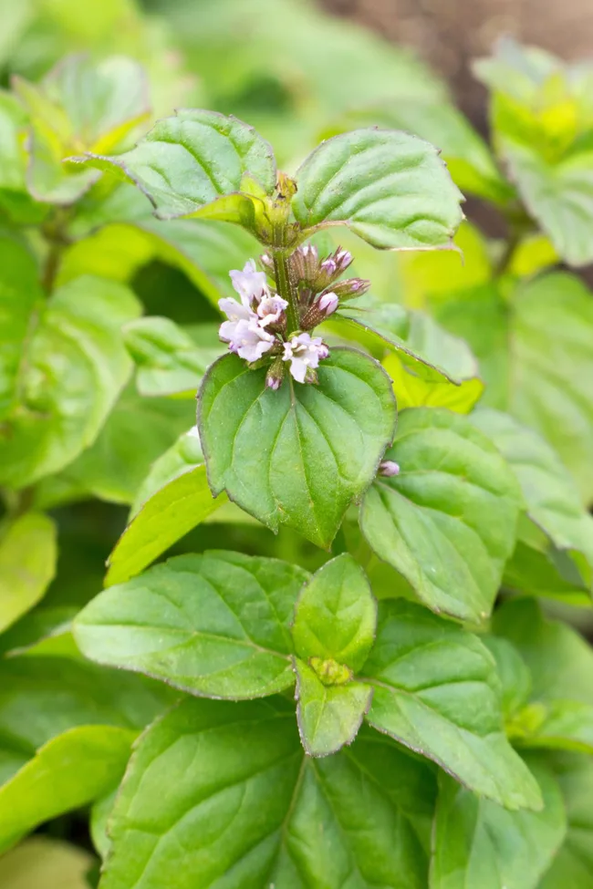 river mint has tiny white flower on top of cluster of green leaves
