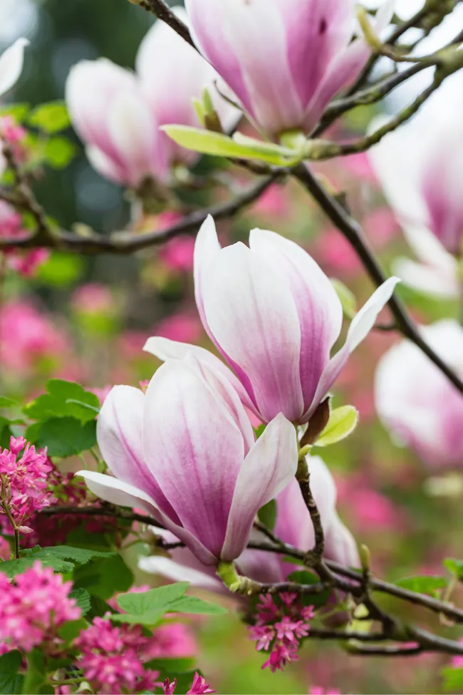 saucer magnolia variety with purple to white petals on big branches