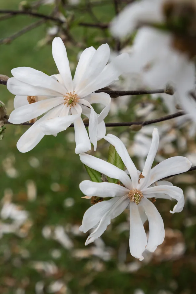 star magnolia variety with smaller thinner petals