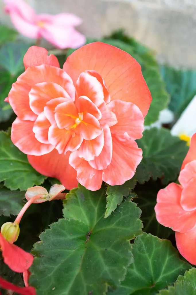 pink tuberous bergonia