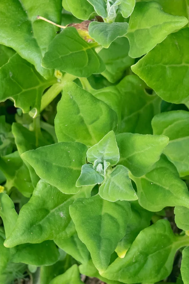 warrigal greens with bright green leaves
