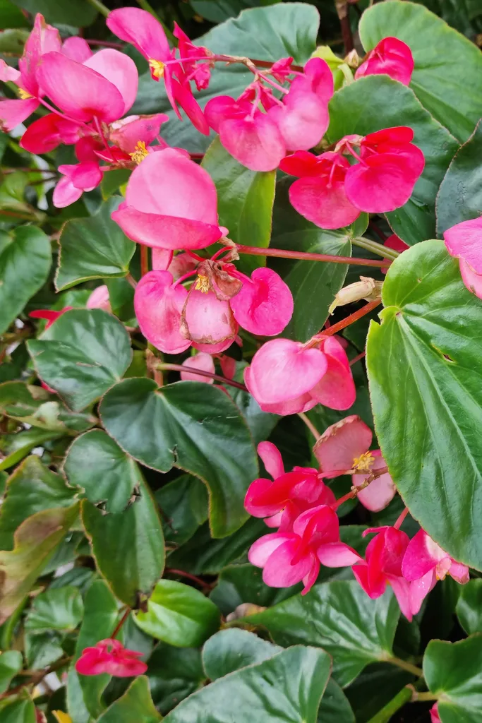 wax begonia