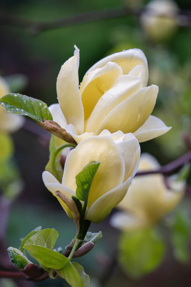 yellow magnolia variety with yellow petals and close leaves to flowerhead