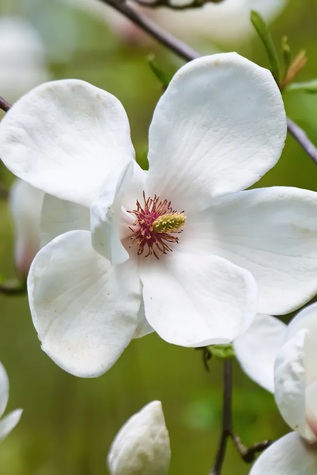yulan magnolia with wide white petals