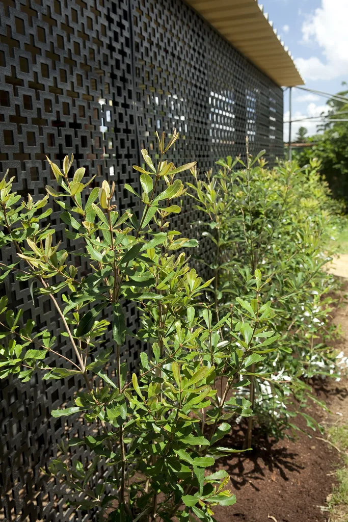 beautiful shrubs with privacy screen behind it