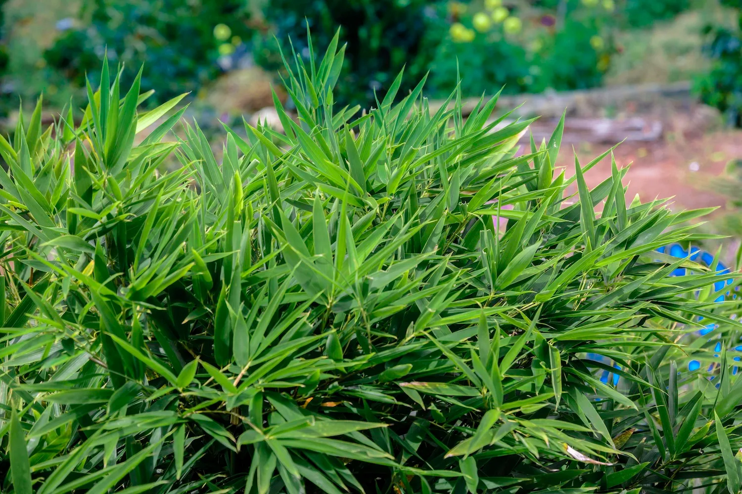 Fernleaf bamboo is a variety of bambusa multiplex.