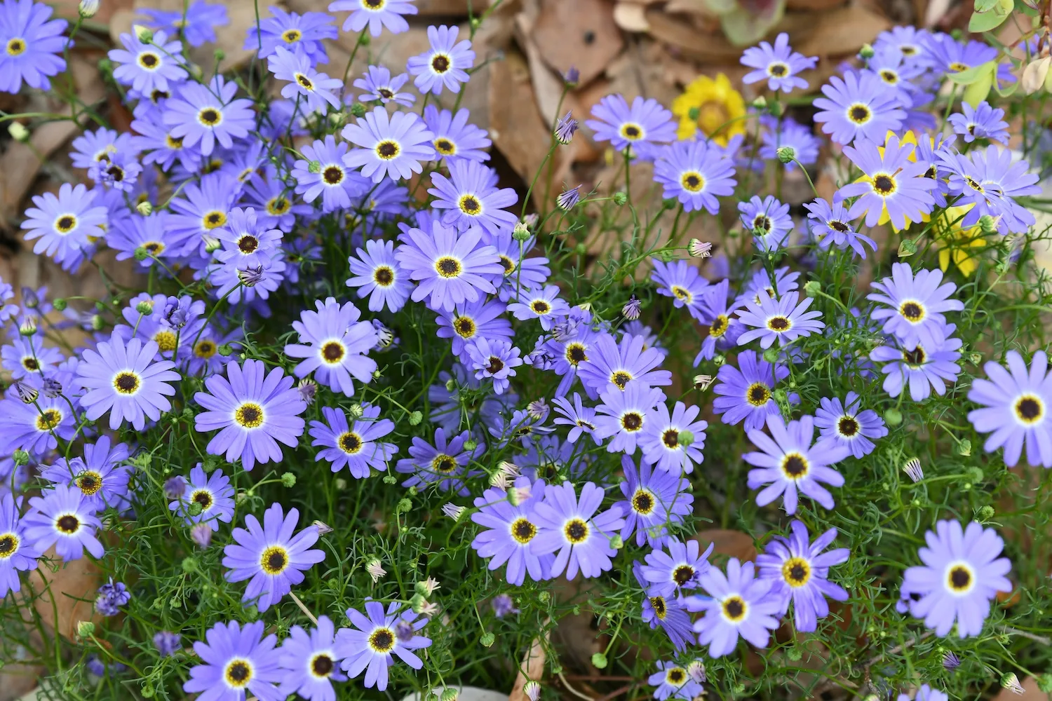 The Swan River Daisy is a popular variety of Australian daisies (Brachyscome).