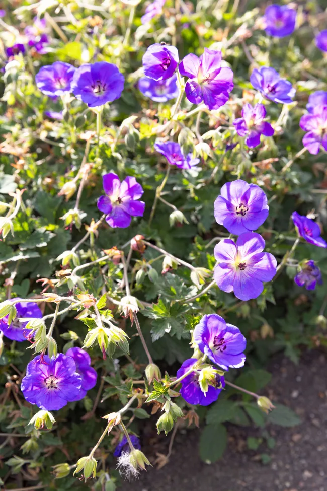 close up of bushy small purple flowers