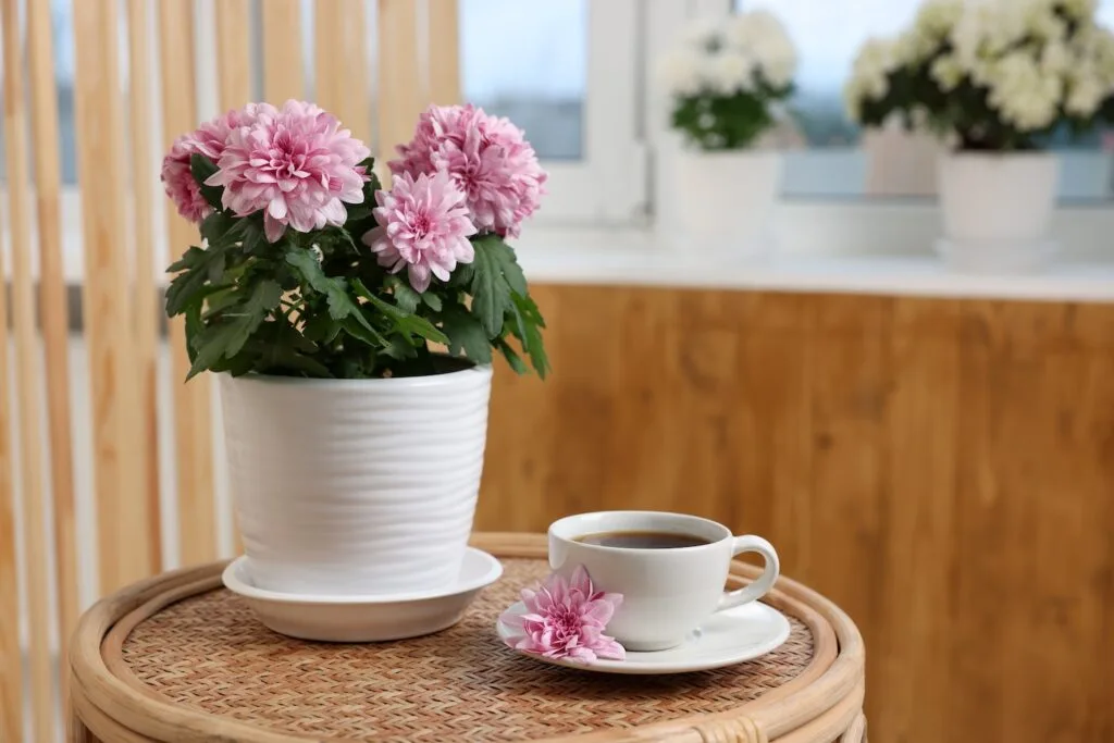 Chrysanthemum.