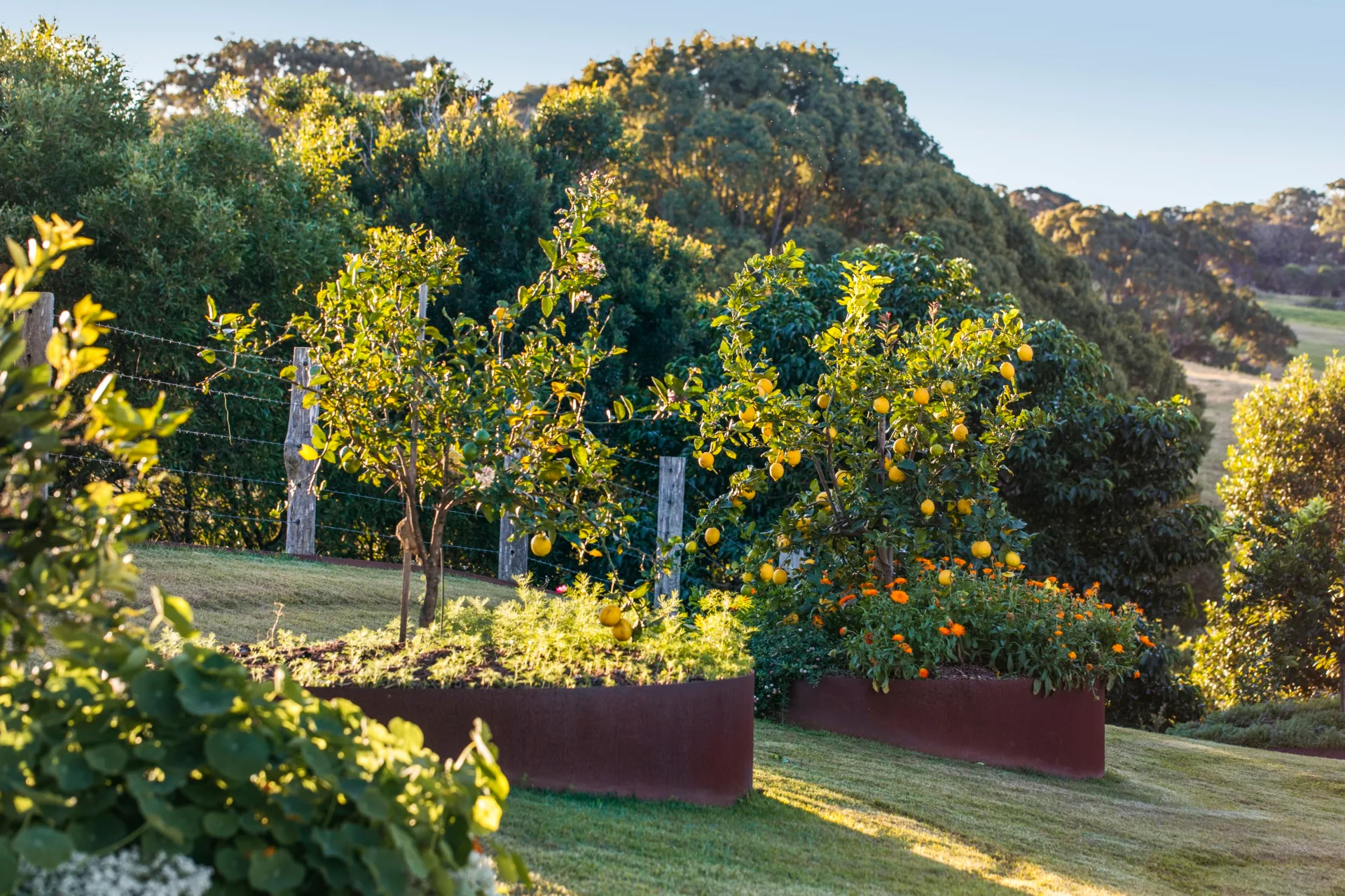 raised garden beds with citrus trees and marigolds