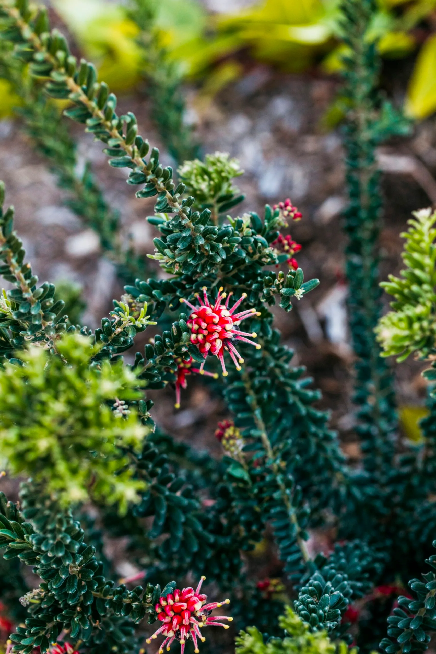 close up of grevillea